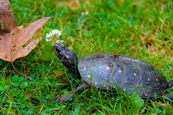 Turtle Conservation - The Friends of Awenda Park